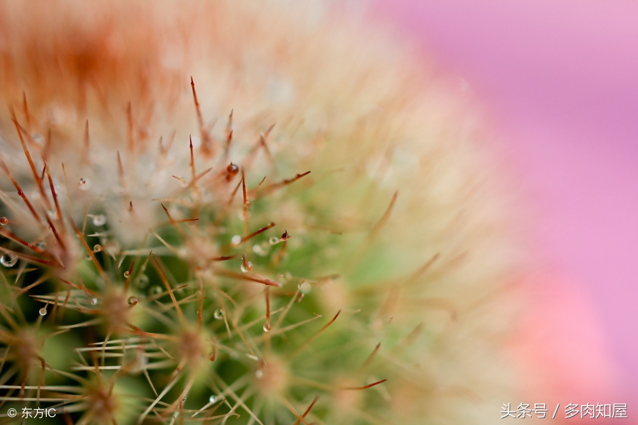 世界杯足球看点,世界杯有看点的比赛