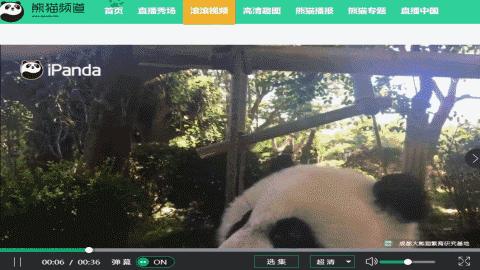 不间断直播180个小时,24小时直播撸猫