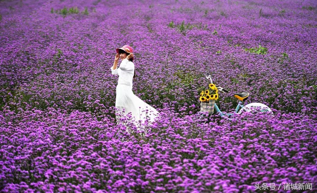 台儿庄古城免费政策包括哪些,台儿庄古城五区一市免费