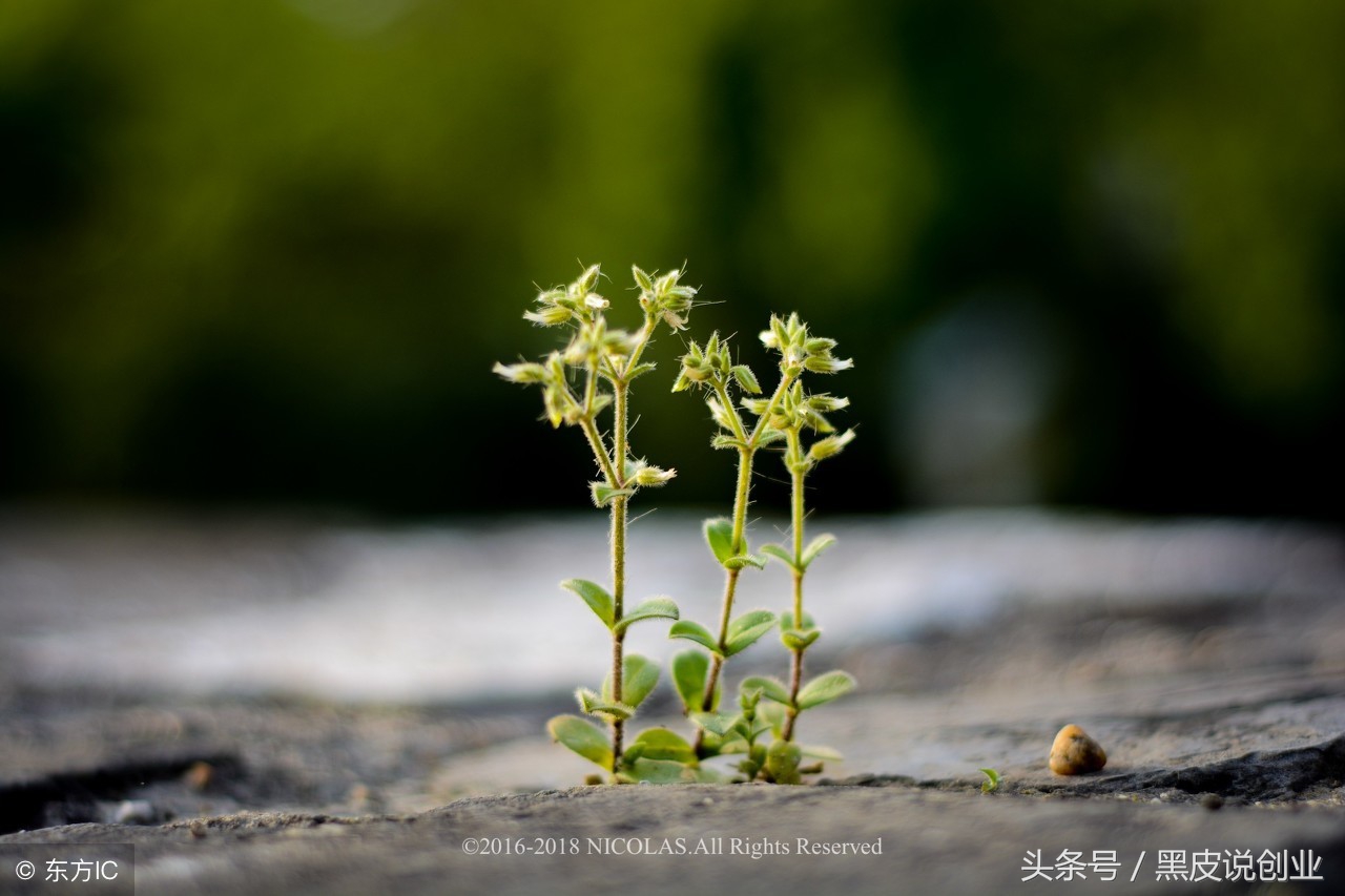 搞懂创业的五个方向是什么,三个最好的创业方向