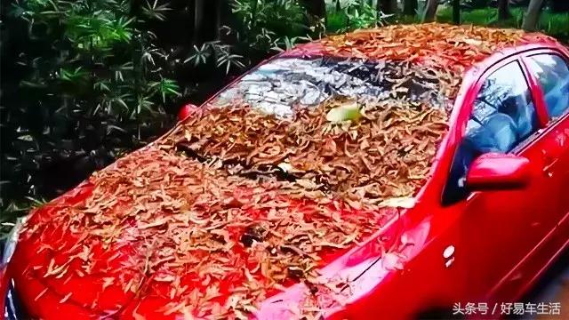 烈日车停在树下,烈日下暴晒车会怎么样