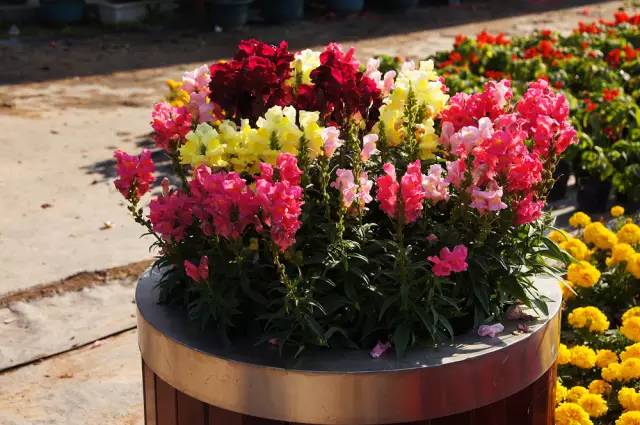 深圳吃喝玩乐攻略,2019深圳吃喝玩乐全攻略