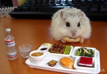 养仓鼠的正确方法新手如何养仓鼠,怎么养小仓鼠仓鼠活得会更久一点