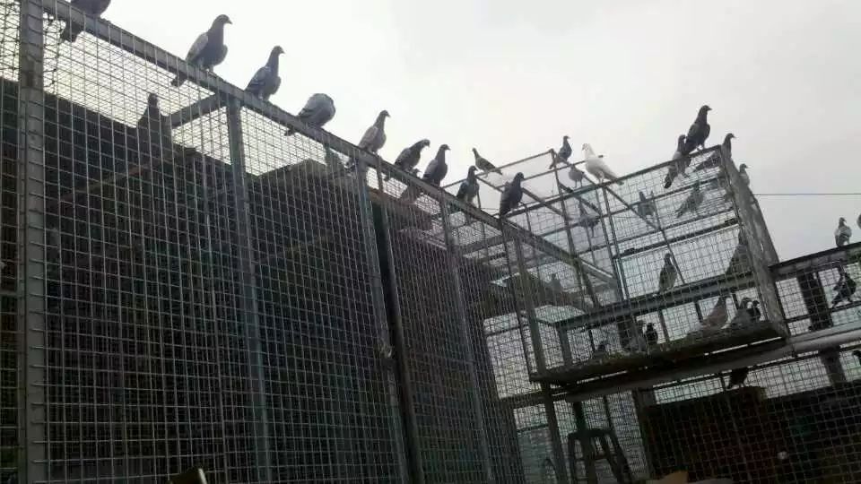 他在淘宝上专门“放鸽子”，还好评不断