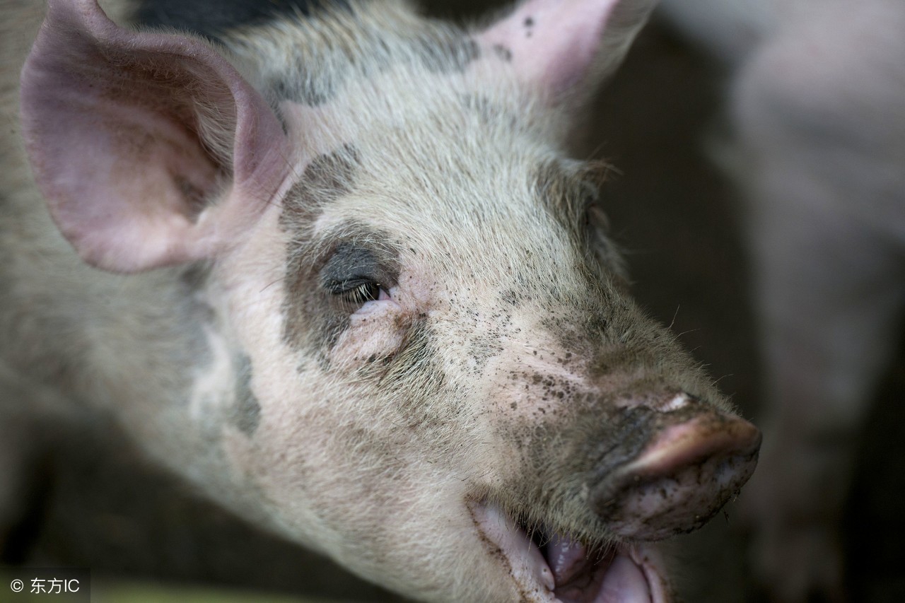 养猪得蓝耳病怎么办,蓝耳病怎么治养猪场