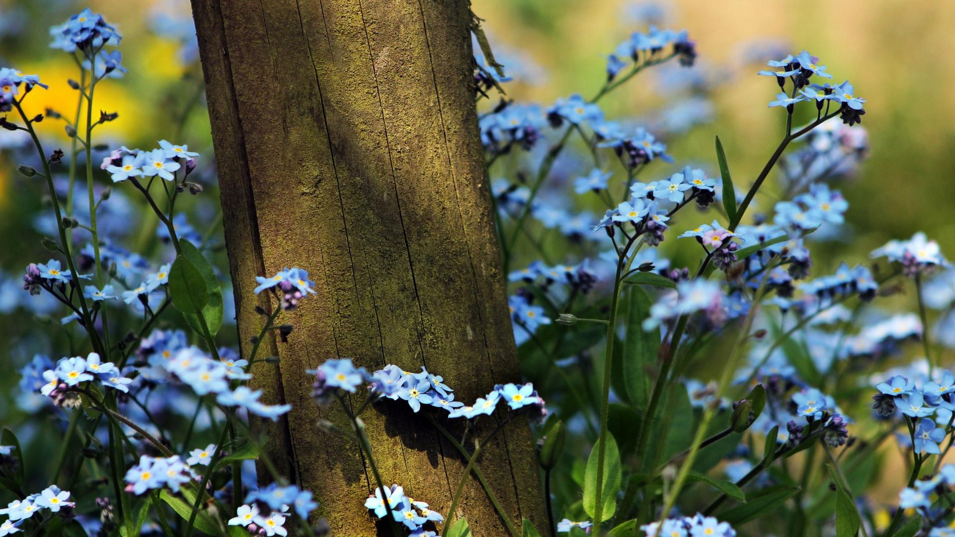 勿忘我是什么花怎么养,花卉勿忘我的特点