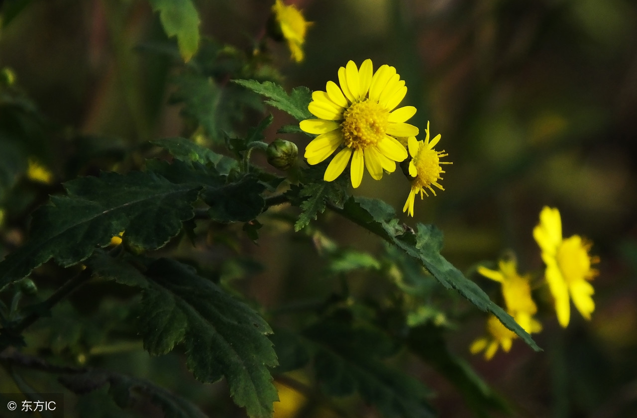 哪种菊花清热解毒清肝明目效果好,什么菊花清热解毒明目