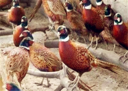 500只野鸡可以赚多少,野鸡需要多少成本