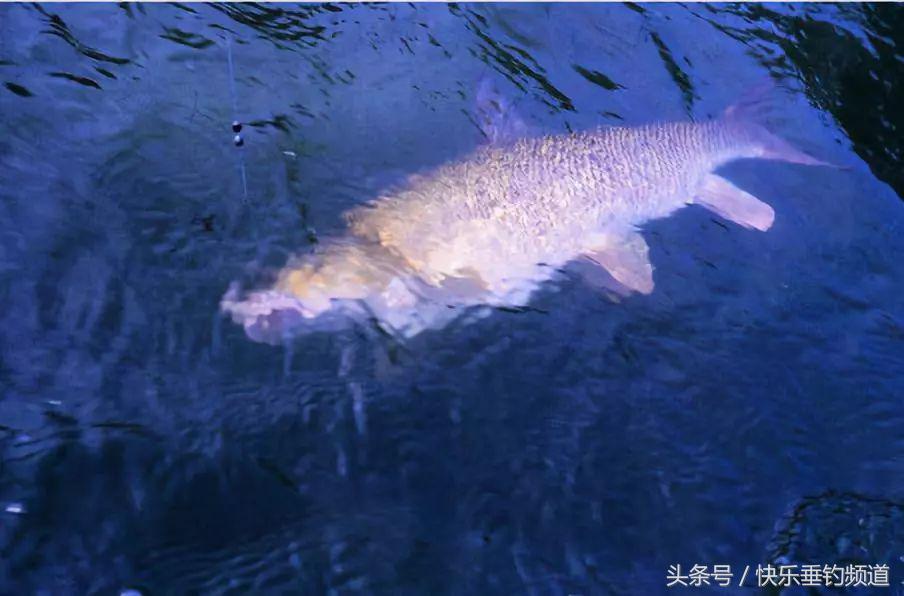 浅水能钓到野鲫吗,浅水可以钓鲢鳙吗