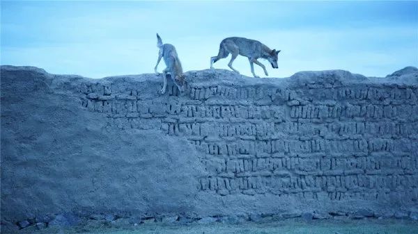 草原马背上的守护者,草原雄鹰的守护神