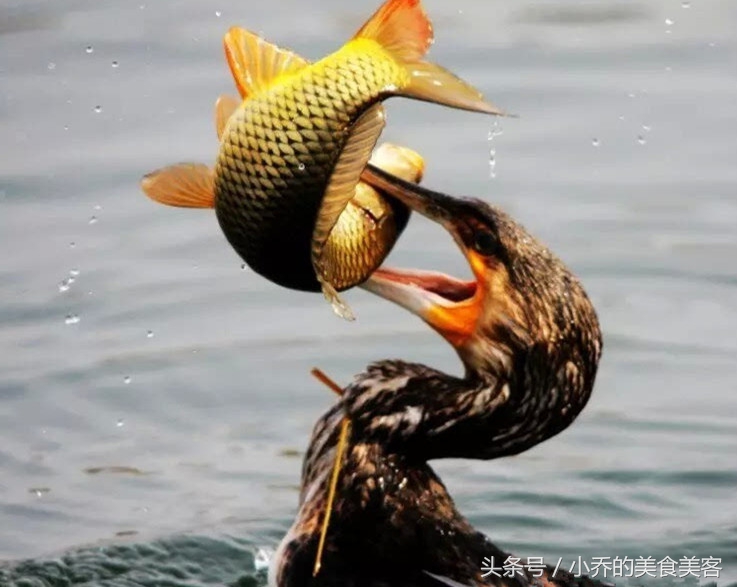 山东微山滑鱼丸怎么做的好吃,微山湖特色鱼丸汤