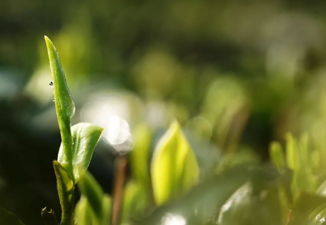 「老卜奎说茶」绿茶伤胃？听听茶学教授怎么说