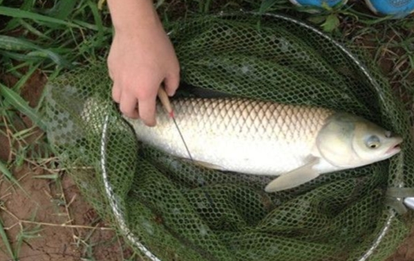 草鱼钓起来怎么老是漂着,草鱼如何钓不掉头
