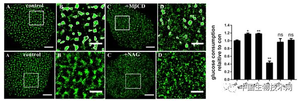 葡萄糖转运蛋白是通道还是载体,葡萄糖转运蛋白清华大学研究