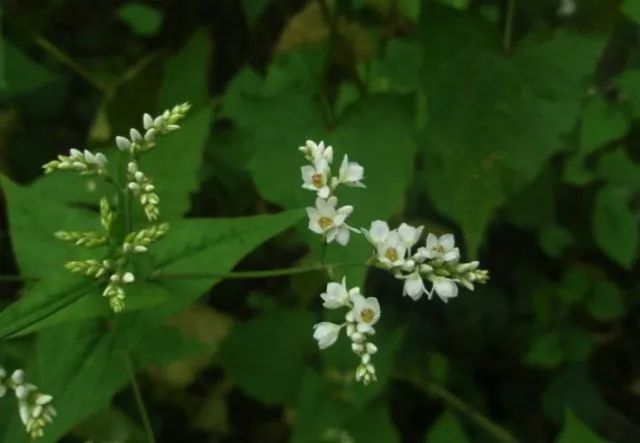百草园有什么药草,百草园里面都有什么草