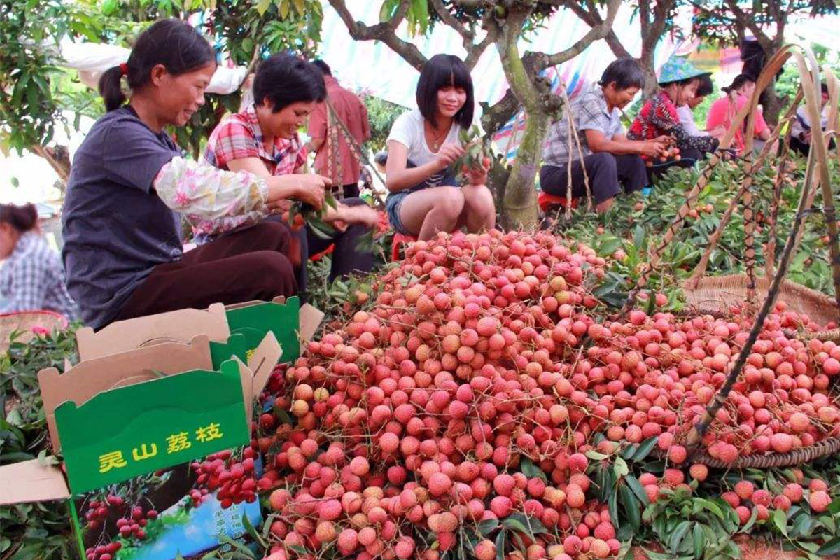 荔枝树被踩断,荔枝被踩坏