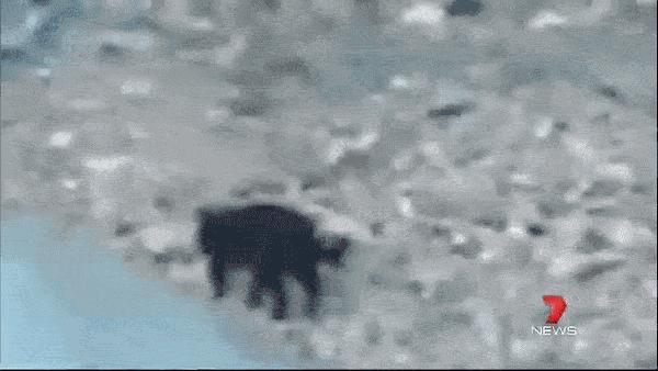 澳洲未解之谜，它又出现了！幽灵猫现，必有血案！