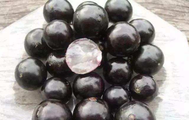 热带水果珍宝果,珍宝果属于什么水果