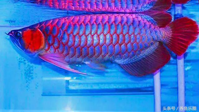 超级红的红龙,红彤彤顶级红龙鱼