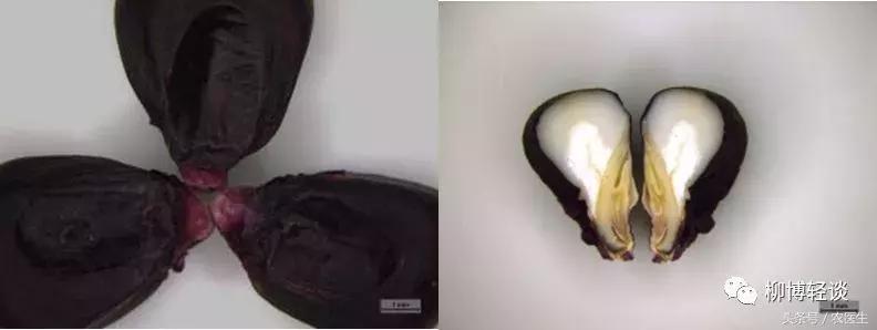 黑玉米是转基因玉米吗其实不是的,煮黑玉米会褪色严重吗