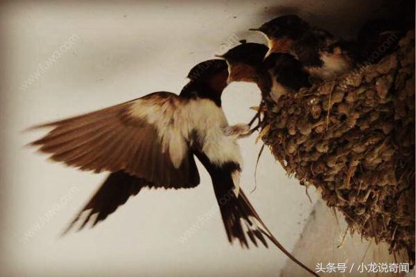 牛仔裤晾阳台一个月未收，无意中发现裤裆里有草，仔细一看乐了