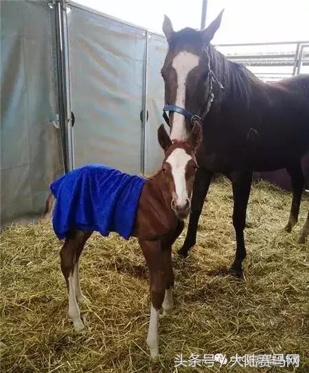 伊泰大漠马场,内蒙古伊泰杯2023