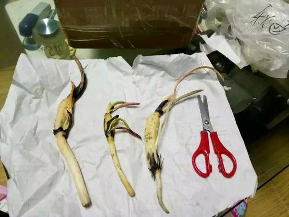 碗莲的水养方法和注意事项,碗莲的最佳养殖方法和时间