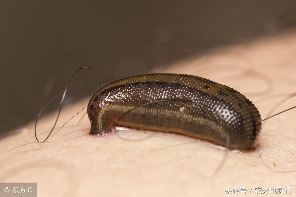 蚂蟥在土里生活吗,蚂蟥在野外