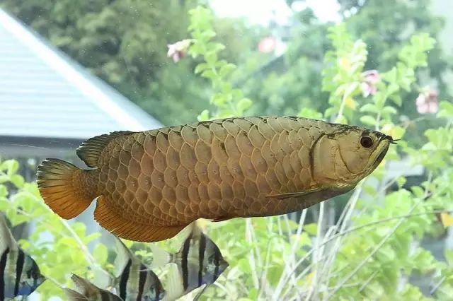 小型热带鱼的大致混养原则,新手热带鱼推荐混养