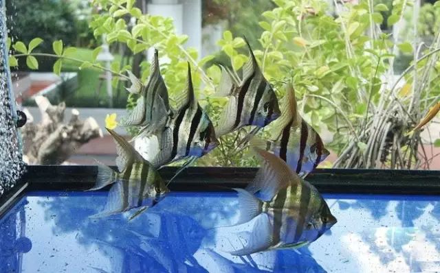 经典混养搭配,混养的问题及解决方法