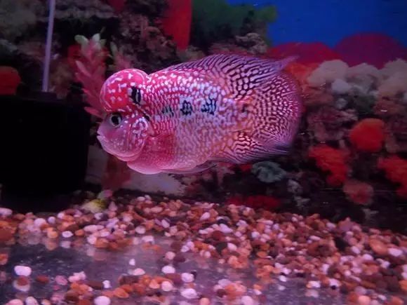 闆岄泟楸肩殑姝ｇ‘閰嶅鏂规硶,绉嶉奔濡備綍閰嶅