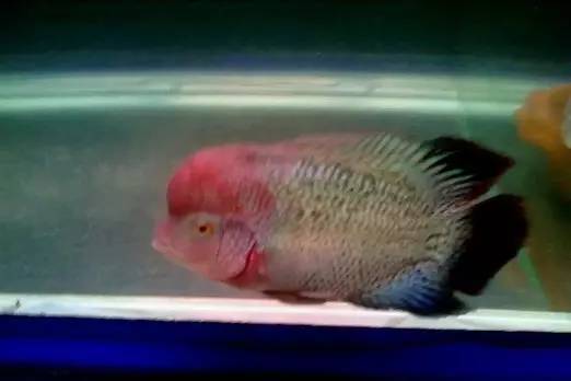 闆岄泟楸肩殑姝ｇ‘閰嶅鏂规硶,绉嶉奔濡備綍閰嶅