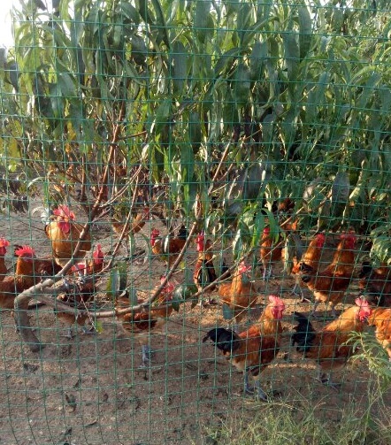 养土鸡养什么品种最赚钱,农村养土鸡和土鸡蛋的利润