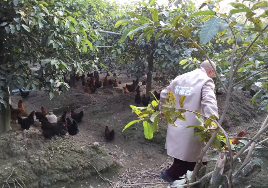 养土鸡养什么品种最赚钱,农村养土鸡和土鸡蛋的利润