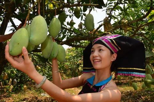 广西一年四季有吃不完的应季水果,广西什么水果便宜又好吃夏天