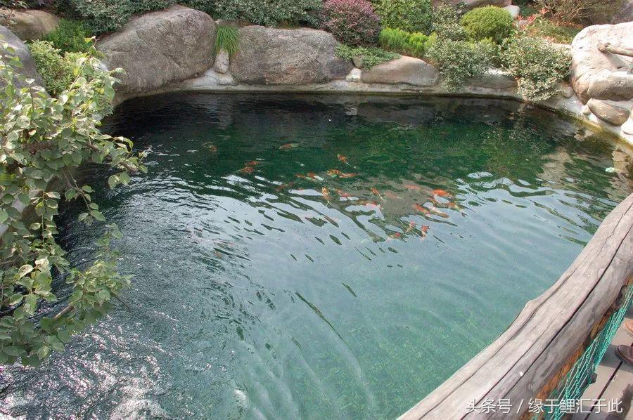 锦鲤应激了该怎么救,锦鲤濒死怎么抢救