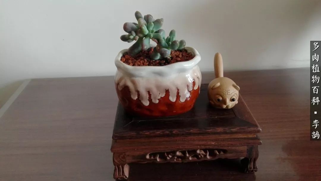 10种养不死的多肉新手的首选,露养多肉的100种方法