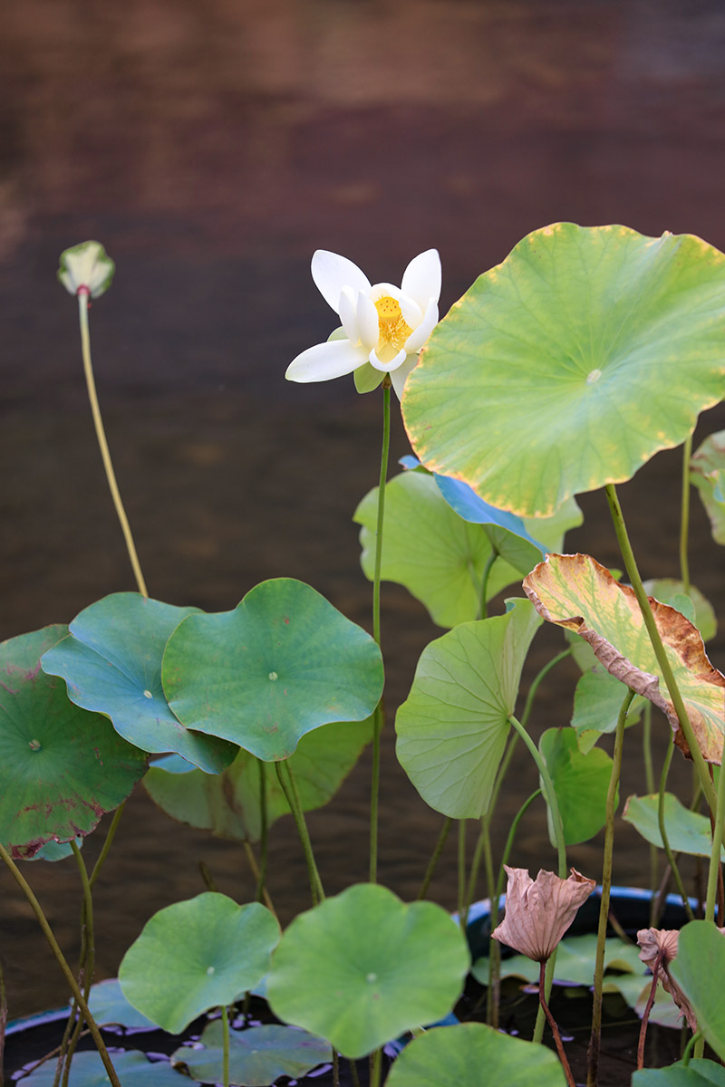 佳能ef70-200爱思小白兔功能介绍,佳能ef70-200mmf4l二代