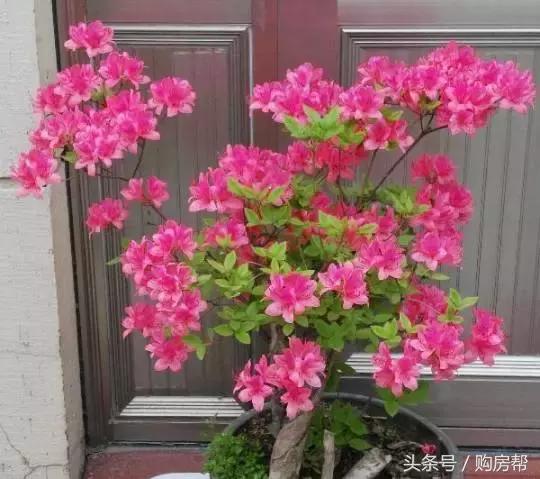 哪种绿萝吸甲醛最好,去甲醛最好的10种植物绿萝