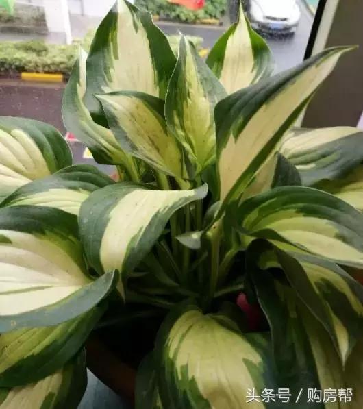 哪种绿萝吸甲醛最好,去甲醛最好的10种植物绿萝