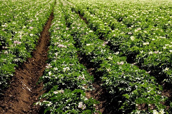 土豆生长期病虫害的防治措施,土豆病虫害防治