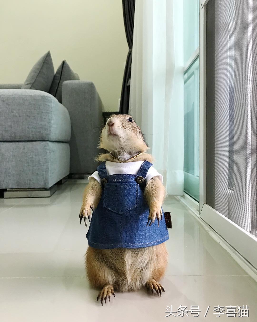 超级黏人的土拨鼠,黏人的土拨鼠