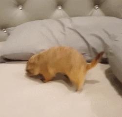 黏人的土拨鼠,黏人可爱会撒娇的动物