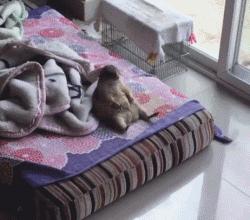 黏人的土拨鼠,黏人可爱会撒娇的动物