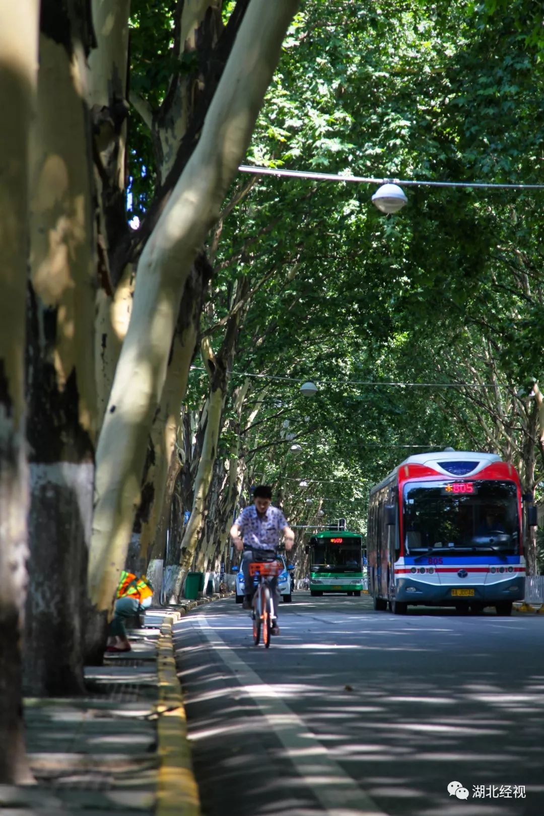 武汉最美林荫道,武汉最美林荫道排名