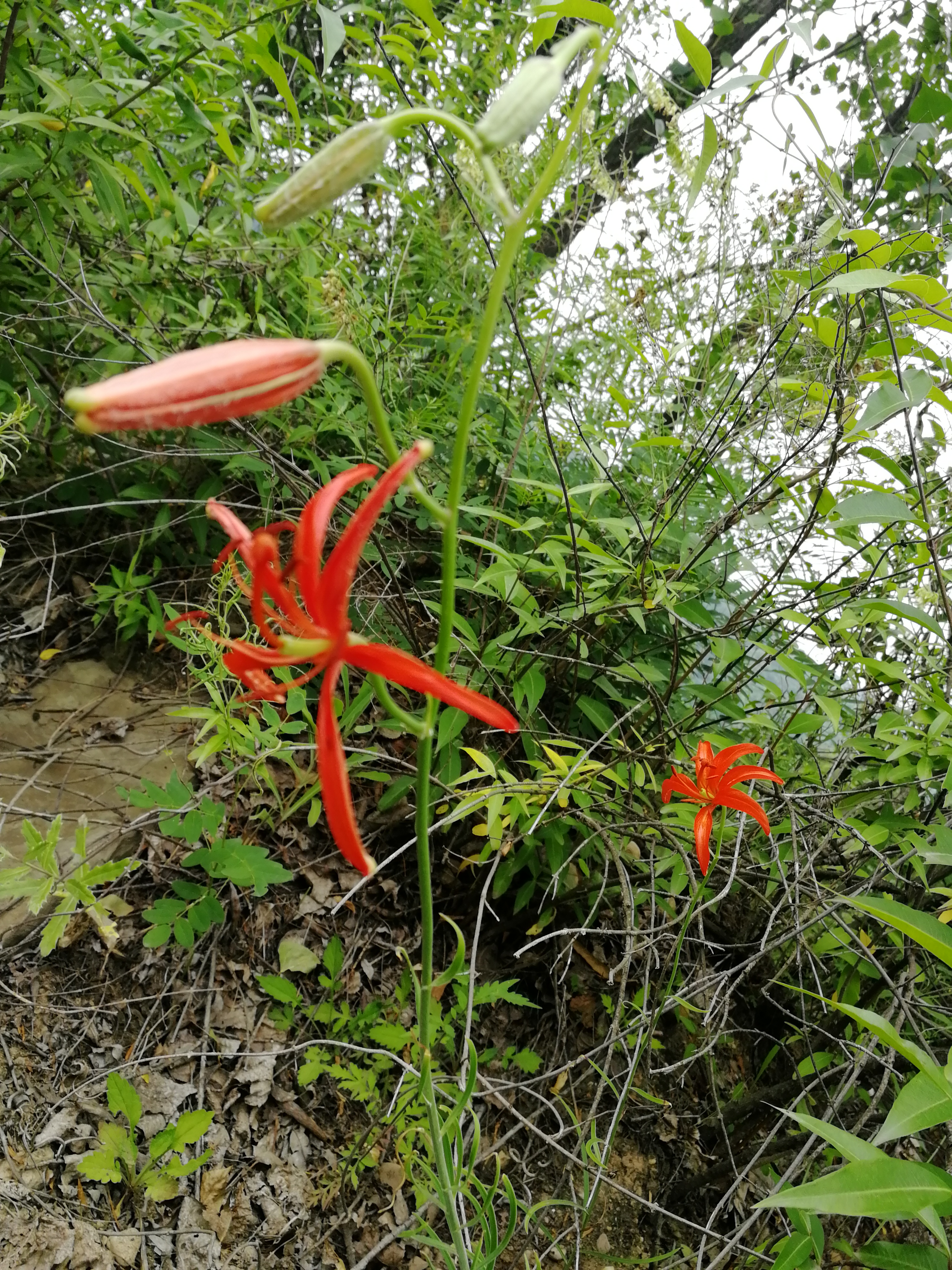 山丹丹开花红艳艳抖音素材,山丹丹花开红艳艳文字