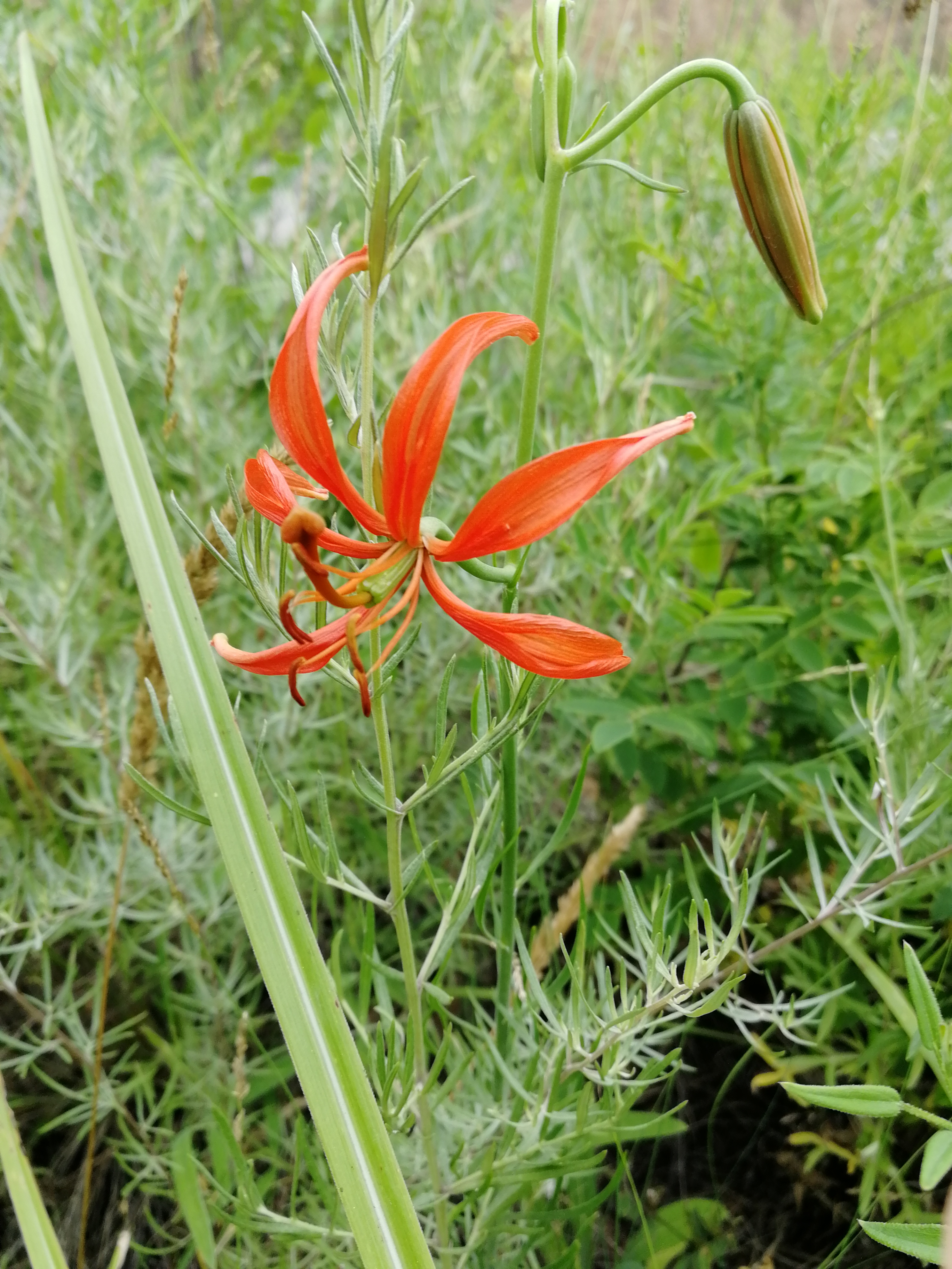 山丹丹开花红艳艳抖音素材,山丹丹花开红艳艳文字