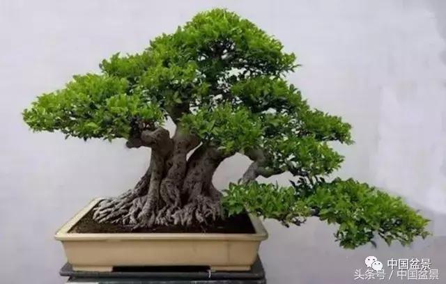 榕树盆景欣赏,欣赏盆景的感受句子