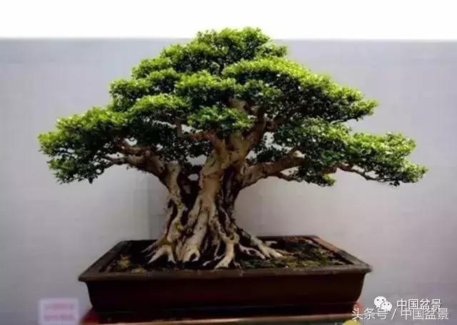 榕树盆景欣赏,欣赏盆景的感受句子