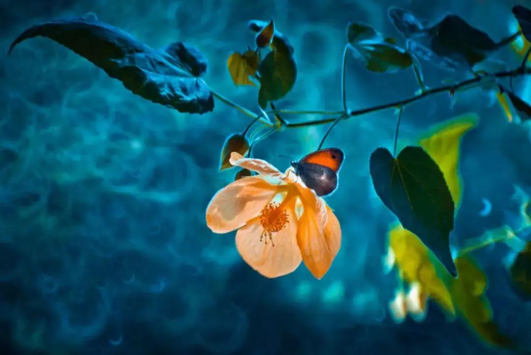 做个花心的女人视频,做个花心的女人歌曲